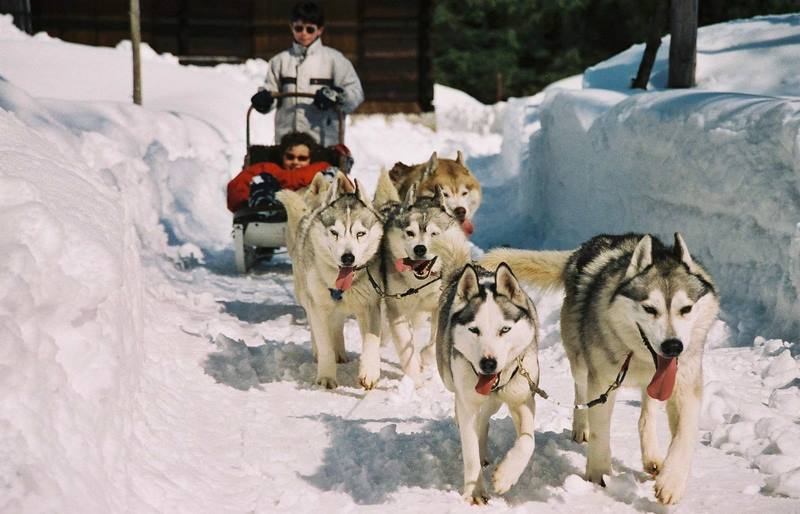 ZAKOPANE HUSKY SLED RIDES