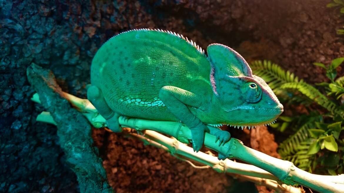 ZAKOPANE REPTARIUM