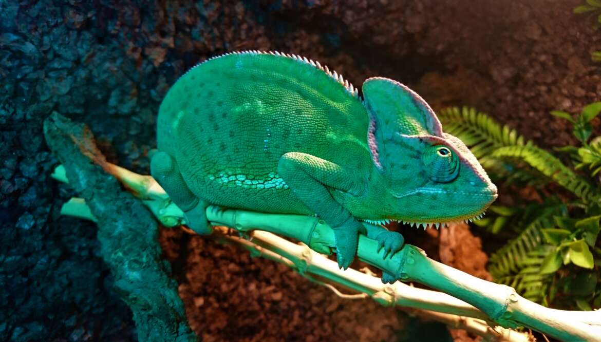 ZAKOPANE REPTARIUM